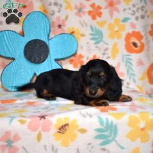 Truffles, Dachshund Puppy